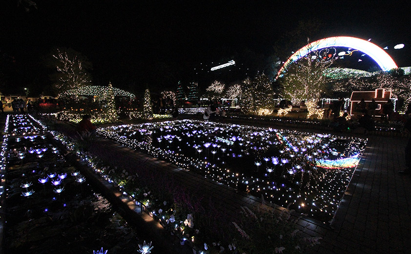 日本三大イルミネーション あしかがフラワーパーク 光の花の庭 フラワーファンタジー19 開催中 イルミラボ