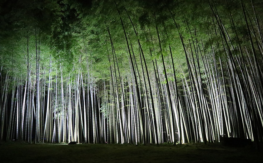 美しい竹林と光の演出が織りなす「かぐや姫からの贈り物」