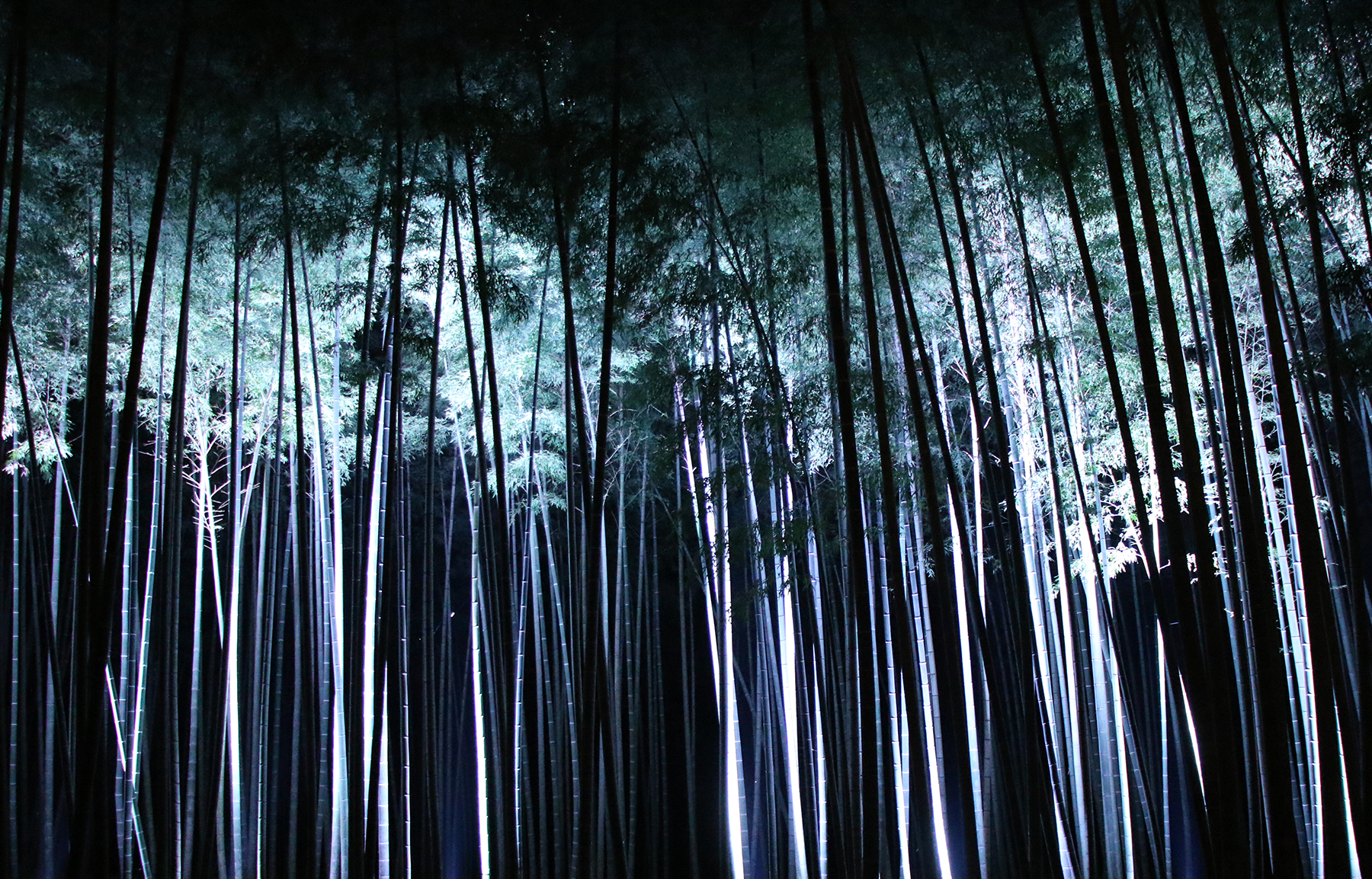 若竹の杜 若山農場　「Bamboo Winter Lights 2023」